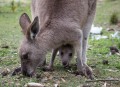 1006-1728 Kangaroos (1050314)